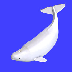whitle female beluga whale