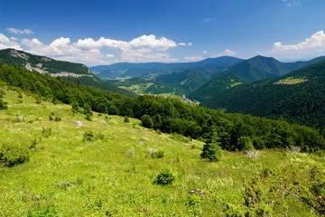 Obraz premium On the hillside...