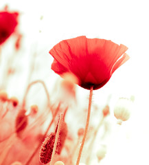 Fototapeta premium kwiatowy wzór, kwiaty ozdobne, czerwone maki - kąt strony