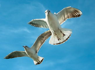 Close-up of seagulls
