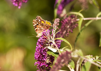 Painted Lady Butterfly with wings closed