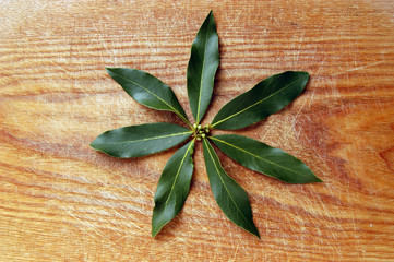 Foglie di alloro - Laurus nobilis