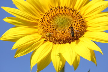 Naklejka premium abeilles et tournesol