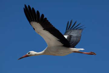 cigogne oiseau migrateur nid bec alsace voler