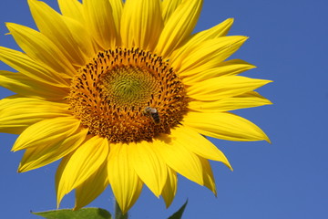 Obraz premium abeille et tournesol