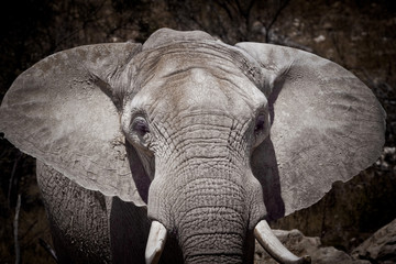 éléphant ivoire mamifère défense trafiquant trafic espèce afriqu - obrazy, fototapety, plakaty