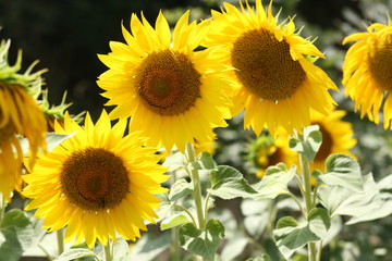 tournesols