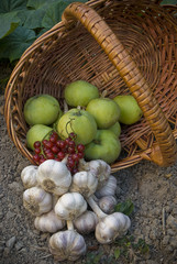 Basket with scattered apples, garlic and red currants