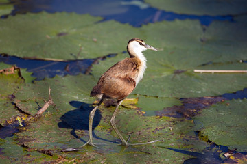 Juvie Jacana
