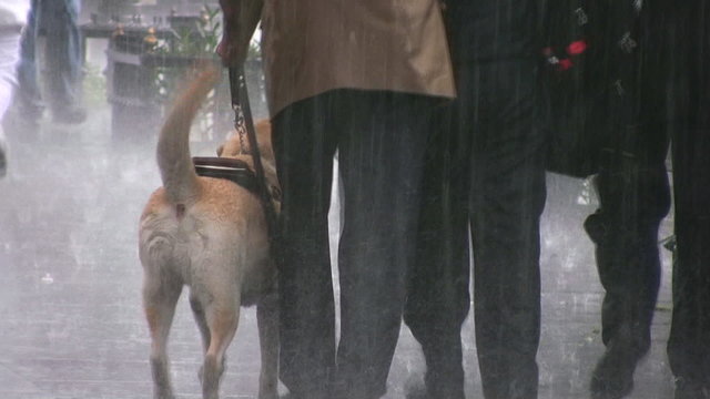 Invidente con perro