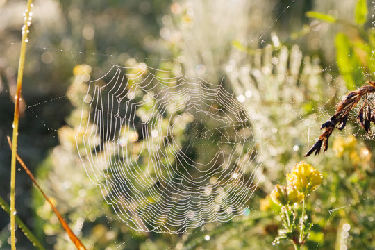 morning dew on the grass and the Web