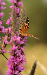 Kwiat i motyl © rak7