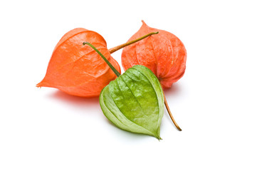 Raised view of three physalis alkekengi