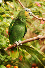 Orange winged Amazon parrot