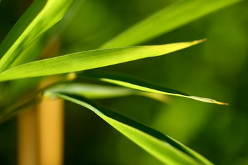 Fototapeta na wymiar Bamboo leaves