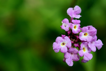 Purple flower on the green background