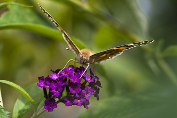 Admiral © JüNick