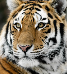 Tiger - obrazy, fototapety, plakaty