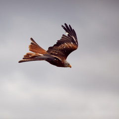 milan oiseau rapace plume vol rapide précis © shocky