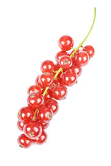 Redcurrants Isolated on White