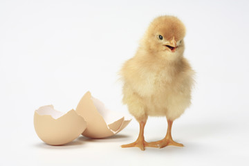 ヒヨコ © Paylessimages