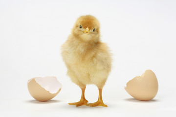 ヒヨコ © Paylessimages