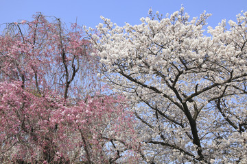 桜