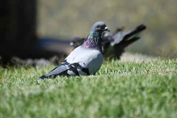 pigeon