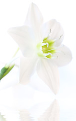 reflets de fleur blanche de lis sur un fond blanc