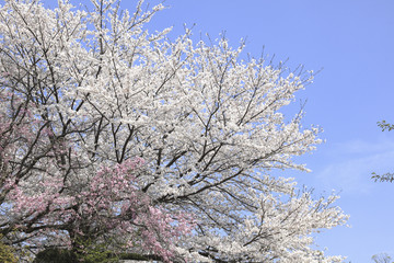青空と桜