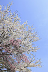 青空と桜