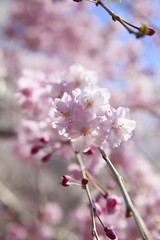 枝垂れ桜