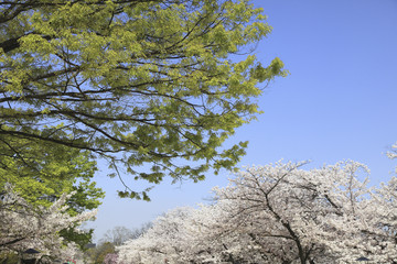 新緑と桜