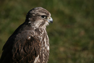 Sakerfalke