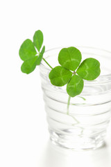 四ツ葉のクローバー