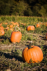 Pumpkins patch