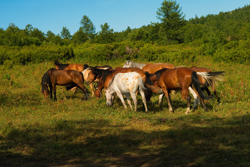 Obraz premium horse herd gazing
