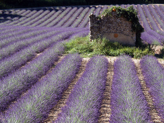 Ruine im Lavendelfeld