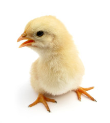 Chick