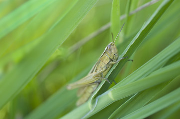 Heuschrecke