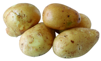 pommes de terre de variété Monalisa sur fond blanc