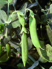 Obraz premium petits pois au jardin