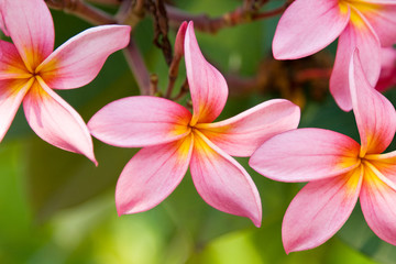 Fototapeta premium Frangi Panni