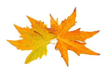 Orange fall maple leaves