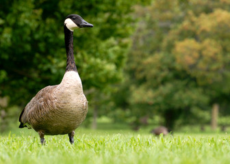 canada goose walking in the grass - Branta canadensis..