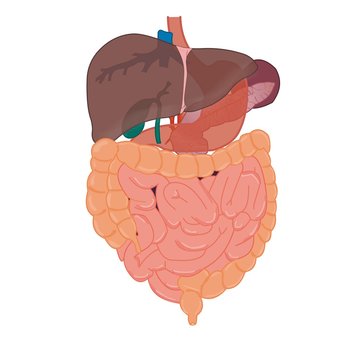 liver and intestines anatomy