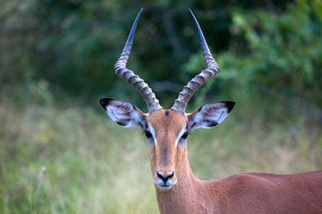 Schwarzfersen-Impala