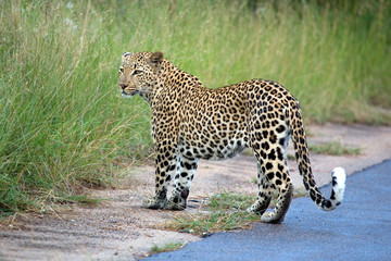 Leopard