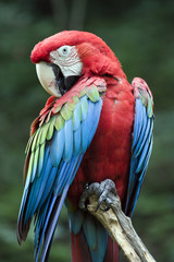 Beautiful red parrot