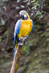 Beautiful parrot in nature